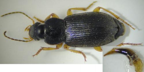 Réf. 200 548 : Parophonus maculicornis